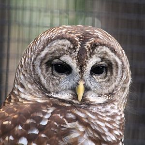 Florida Barred Owl