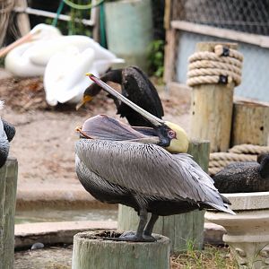 Eastern Brown Pelican