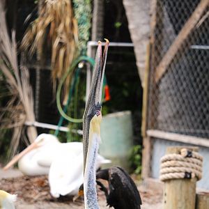 Eastern Brown Pelican