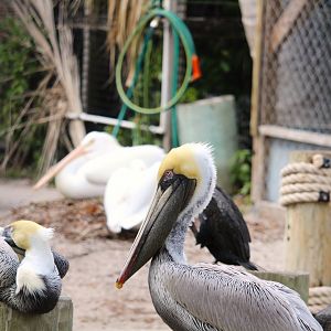 Eastern Brown Pelican