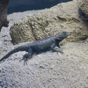 Granite Spiny Lizard (Sceloporus orcutti)