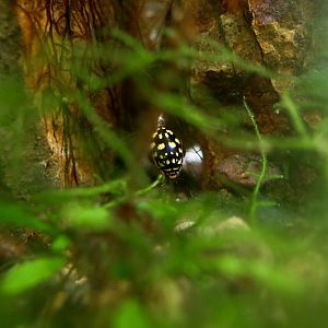 Sunburst Diving Beetle (Thermonectus marmoratus)
