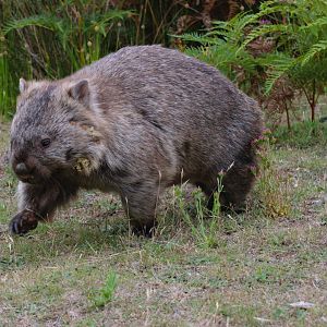 Common Wombat