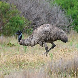 Emu