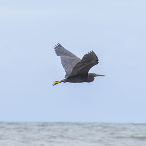 Eastern Reef-Egret