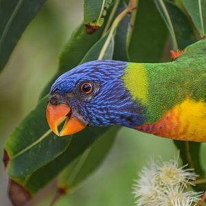Rainbow Lorikeet