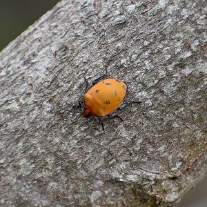 Harlequin Hibiscus Bug