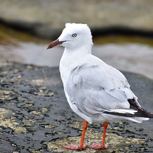 Silver Gull