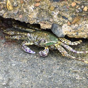 Mottled Lightfoot Crab