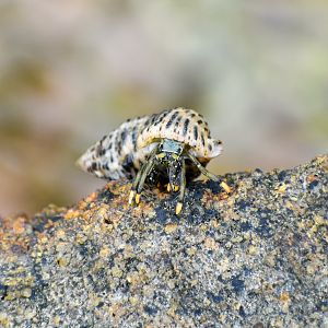 Yellow-footed Hermit Crab