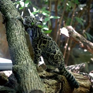 Clouded Leopard Cub, September 2019