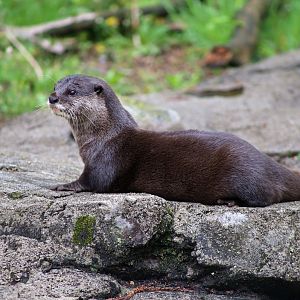 Asian Small-clawed Otter
