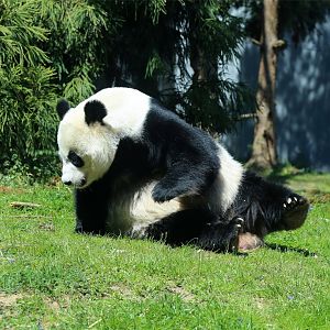 Mei Xiang the Giant Panda, April 2018