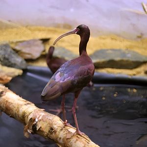 White-faced Ibis (Plegadis chihi), July 2016