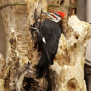 Pileated Woodpecker (Dryocopus pileatus), July 2015