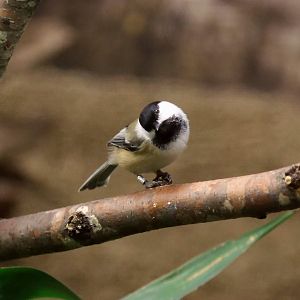 Black-capped Chickadee (Poecile atricapillus), December 2016