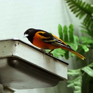 Baltimore Oriole (Icterus galbula)