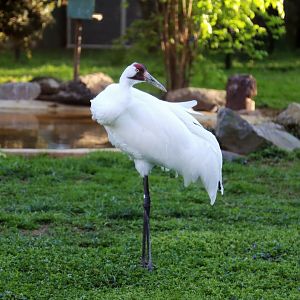Whooping Crane (Grus americana)