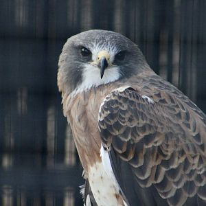 Swainson's Hawk (Buteo swainsoni)