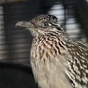 Greater Roadrunner (Geococcyx californianus)