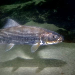 Cortez Bonefish (Albula gilberti)