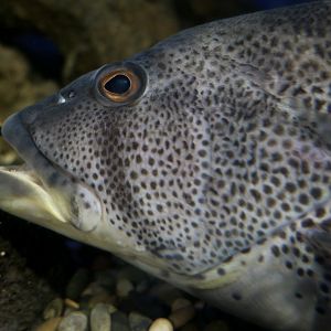 Spotted Sand Bass (Paralabrax maculatofasciatus)