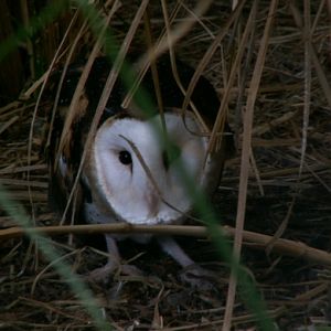 [2008] Tyto longimembris