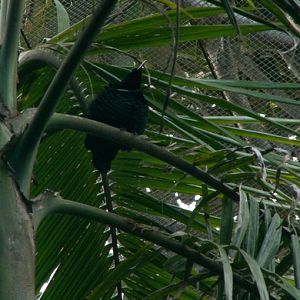 [2008] Paradise riflebird (Ptiloris paradiseus)