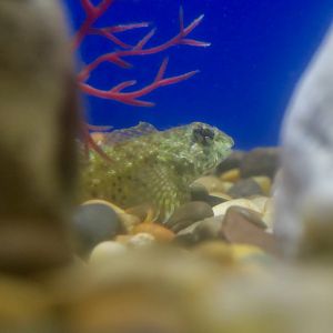 Woolly Sculpin (Clinocottus analis)