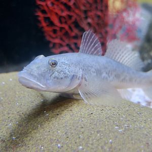 Yellowfin Goby (Acanthogobius flavimanus) - an invasive species in California