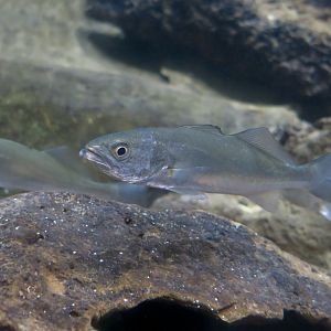 Shortfin Corvina (Cynoscion parvipinnis)