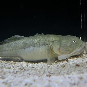 Longjaw Mudsucker (Gillichthys mirabilis)