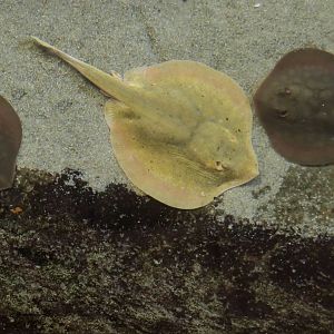 Haller's Round Stingray (Urobatis halleri)