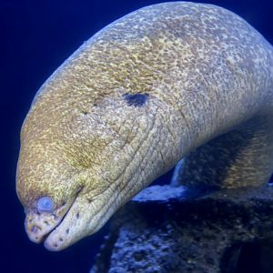 California Moray Eel (Gymnothorax mordax)