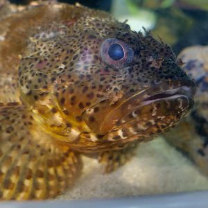 California Scorpionfish (Scorpaena guttata)