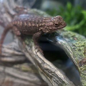 Great Basin Fence Lizard (Sceloporus occidentalis longipes)