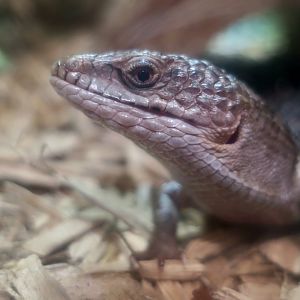 San Diego Alligator Lizard (Elgaria multicarinata webbii)