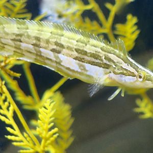 Giant Kelpfish (Heterostichus rostratus)