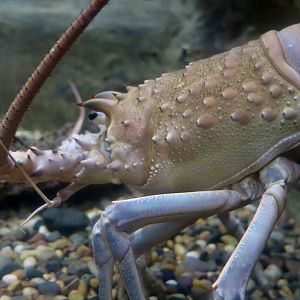 California Spiny Lobster (Panulirus interruptus)