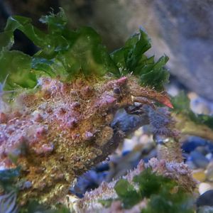 Masking Crab (Loxorhynchus crispatus)