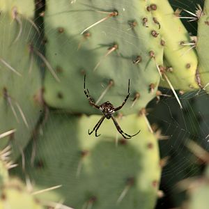 Silver Garden Orbweaver (Argiope argentata) - wild on Opuntia