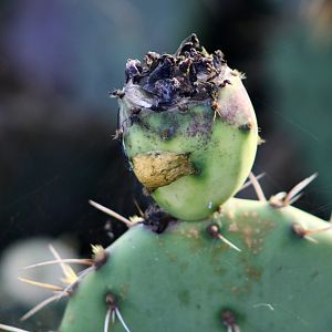 Silver Garden Orbweaver (Argiope argentata) egg sac