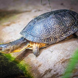 Mrs.Stumps the female Blanding's Turtle