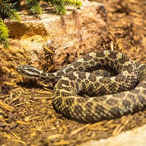 Eastern Massasauga Rattlesnake