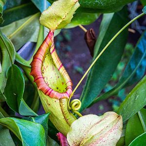 Nepenthes