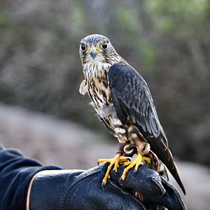 Taiga Merlin (Falco columbarius columbarius)