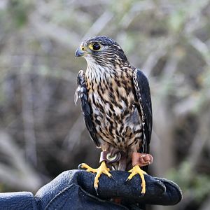 Taiga Merlin (Falco columbarius columbarius)