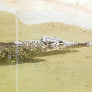 [Gatorland Florida, 2014] Crocodile ID please