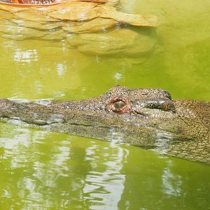 [Gatorland Florida, 2014] Crocodile ID please