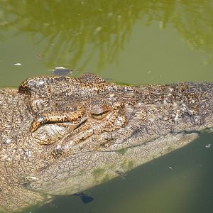 [Gatorland Florida, 2014] Crocodile ID please
